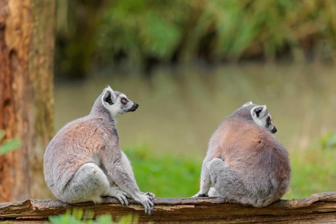 Two ring-tailed lemurs (Lemur catta) sit on a rotten tree lying on the ground and look around