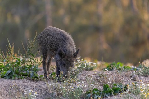One adult wild boar or wild pig (Sus scrofa) searching for food on a flowering meadow in late