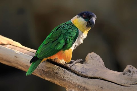 Green-winged Parrot (Pionites melanocephalus), adult, Waiting, alert, curious, Northern South