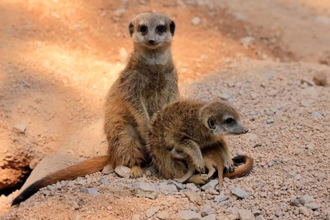 Tiger nut (Suricata suricatta), adult, two adults, juvenile, newborn, baby, social behaviour