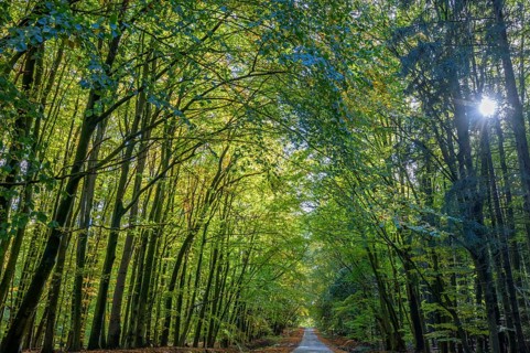 Autumnal beech forest (Fagus) on a village street Rehna, Mecklenburg-Vorpommern, Germany, Europe