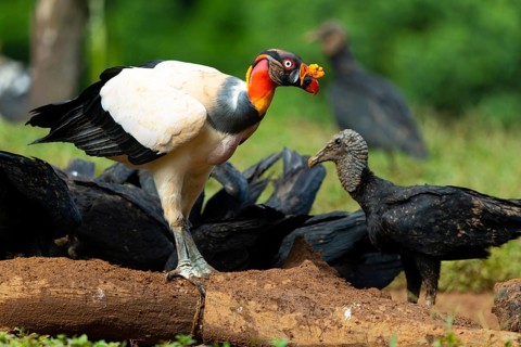 King vulture (Sarcoramphus papa), cock, vulture birds (Aegypiinae), Laguna del Lagarto Lodge,