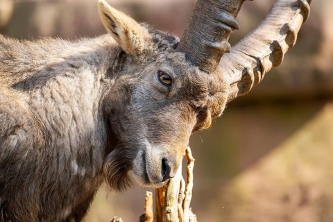 Alpine ibex (Capra ibex), in the mountains, Bavaria, Germany, Europe