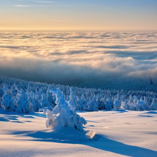 Morning atmosphere on the Brocken, view over snowy winter landscape with snow-covered spruce forest