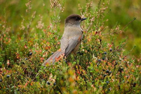 Unlucky jay (Perisoreus infaustus), among blueberries, back view, tail feathers spread out, autumn