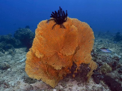 Giant fan coral (Annella mollis) with feather star on sandy bottom in clear blue water, dive site
