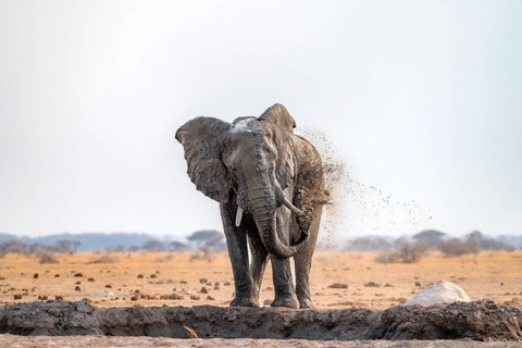African elephant (Loxodonta africana), bathing at a waterhole, spraying water from its trunk, Nxai