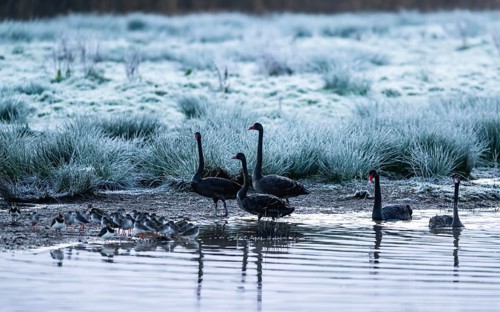 Black Swan, Cygnus atratus, birds on a winter marshes at dawn