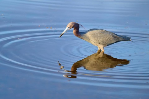 Great Blue Heron (Egretta caerulea), walking and reflecting in the water, Black Point Wildlife