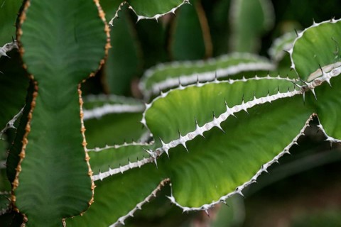 Euphorbia, Princess of Wales Conservatory, Royal Botanic Gardens (Kew Gardens), UNESCO World