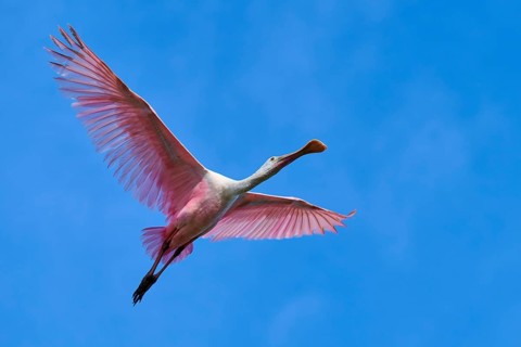 Roseate spoonbill (Ajaja ajaja), flying in the clear blue sky, Black Point Wildlife Drive,