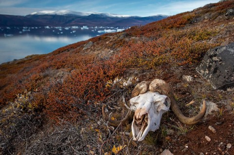 Bleached skull of a musk ox in autumnal arctic landscape, Kong Oscar Fjord, Northeast Greenland