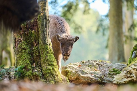 European bison (Bison bonasus) in a forest in spring, Bavarian Forest, Germany, Europe