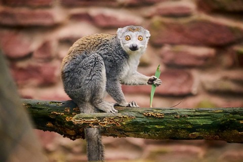 Crowned lemur (Eulemur coronatus) sitting on a branch, Germany, Europe