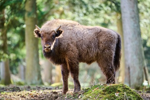 European bison (Bison bonasus) youngster in a forest in spring, Bavarian Forest, Germany, Europe