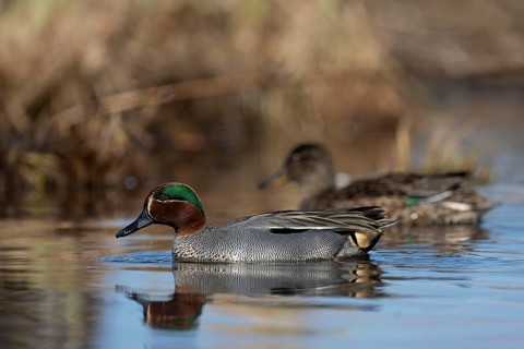 Teal, Creeping Teal or Quail Duck (Anas crecca), Sweden, Europe