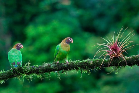 Two Brown-hooded Parrots (Pyrilia haematotis) sitting on a branch, Costa Rica, Central America