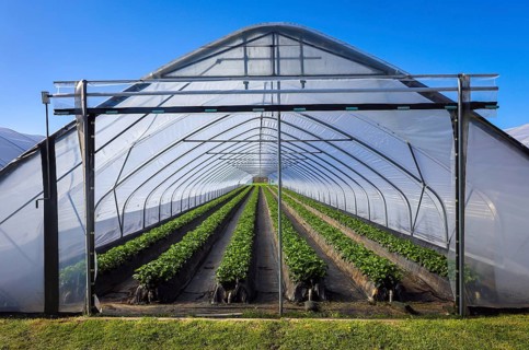 Wesel, North Rhine-Westphalia, Germany, Strawberries grow on raised beds in tunnel cultivation