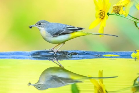 Grey wagtail (Motacilla cinerea) at the shore of a lake with autumncolours and yellow blossoms,