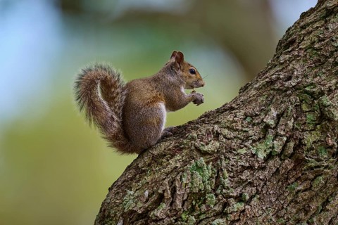 American grey squirrel (Sciurus carolinensis), sitting on a tree, in a green environment, Pembroke