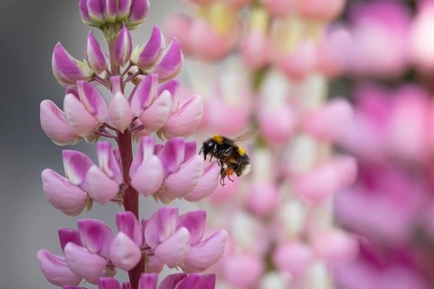 Buff tailed bumblebee (Bombus terrestris) adult bee flying towards a Lupin garden flower in summer,