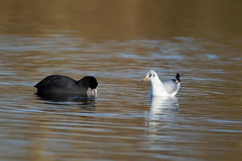 Eurasian coot (Fulica atra) and Black-headed gull (Chroicocephalus ridibundus) adult birds on a