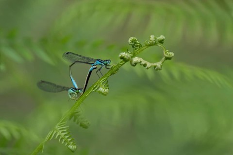 Blue tailed damselfly (Ischnura elegans) adult male and female insects mating on a Bracken plant