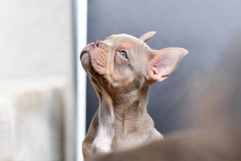 New Shade Isabella Orange Tan French Bulldog dog puppy