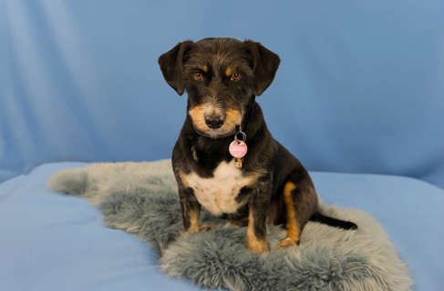 A sitting dog with a trailer on a blue sofa, mixed breed, mixed breed dog, rough-haired