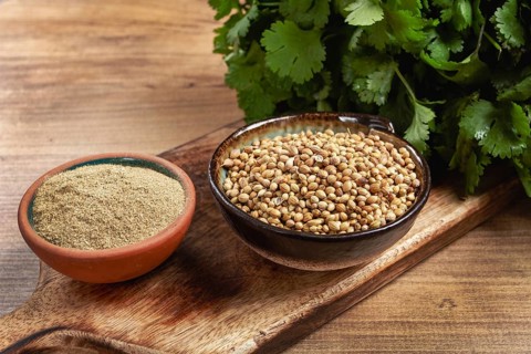 A bunch of fresh cilantro, coriander seeds and powder bowls, close-up, top view, no people, food