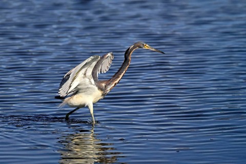Tricoloured Heron (Egretta tricolor), adult, in the water, foraging, hunting, Merritt Island, Black