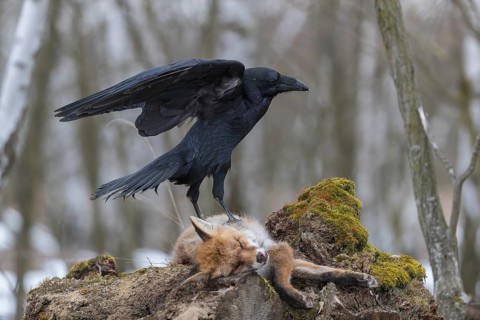 One common raven (Corvus corax), feeding on the carcass of a red fox lying on stones in a forest of