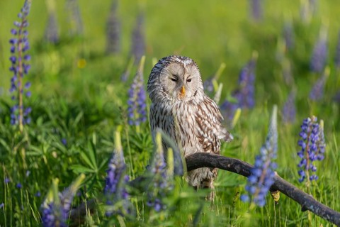 One Ural owl (Strix uralensis) sitting on a branch lying in a field of flowering lupines in late