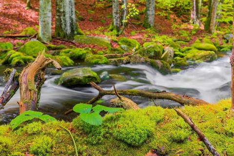 Kleine Ohe creek below Waldhaeuser village in the Bavarian Forest Nationalpark. Flowing water,