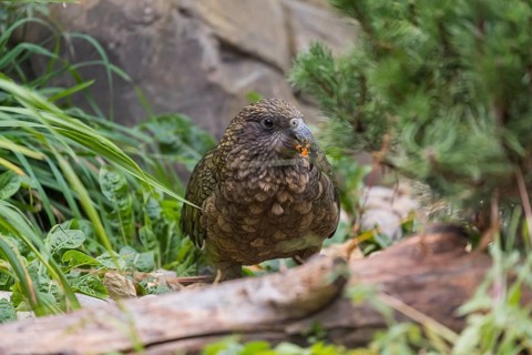 One Kea, Nestor notabilis, standing in green vegetation, feeding on something.New Zealand