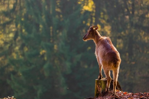 A female Himalayan tahr (Hemitragus jemlahicus) stands backlit on a tree stump at a forest edge. In