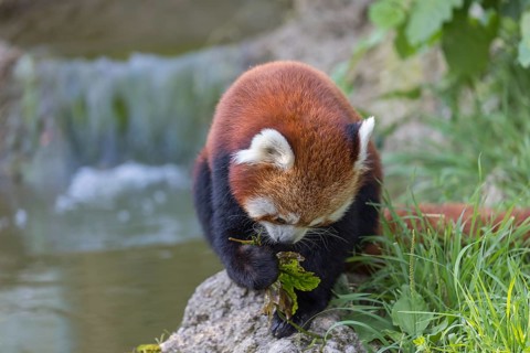 One red panda, Ailurus fulgens, sitting riverside on a rock, framed by green leafs. Some bamboo