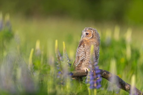 One young Ural owl (Strix uralensis) sitting on a branch lying in a field of flowering lupines in