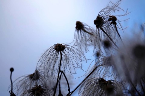 Korean clematis (Clematis serratifolia), Germany, Europe