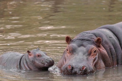 A baby hippopotamus (Hippopotamus amphibius) and its mother swimming in a river