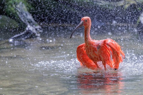 A scarlet ibis (Eudocimus ruber) stands bathing in the shallow water of a riverbank. Water splashes