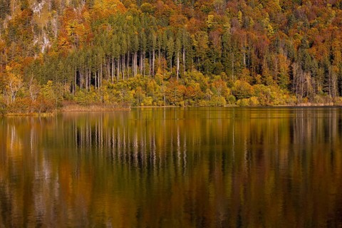 Lake Almsee in autumn with a forest reflected in the lake