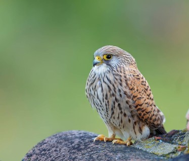 Female lesser kestrel (Falco naumanni), Extremadura, Spain, Europe