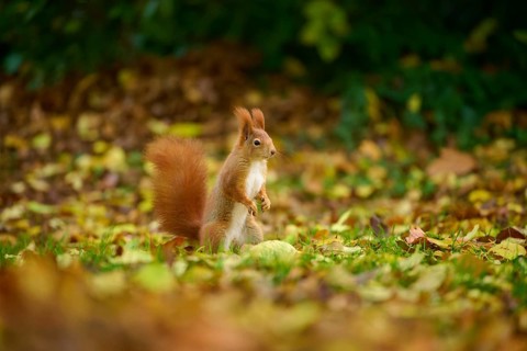 Eurasian squirrel (Sciurus vulgaris), standing in a meadow full of autumn leaves with colourful