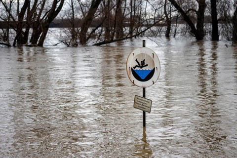Duisburg, North Rhine-Westphalia, Germany - High water on the Rhine, trees are under water on the