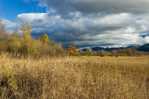 Murnau Moss, Murnauer Moos, a wetland close to Murnau, Bavaria, Germany, Europe