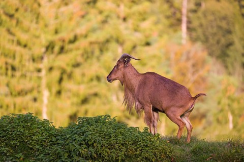 One Barbary sheep (Ammotragus lervia) stands on green hilly ground. A forest is in the background