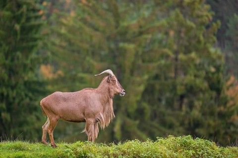 One Barbary sheep (Ammotragus lervia) stands on green hilly ground. A forest is in the background