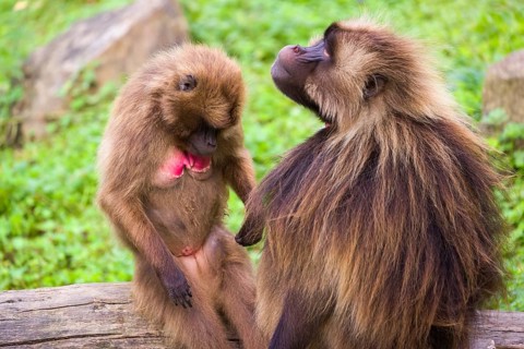One female Gelada (Theropithecus gelada), or bleeding-heart monkey sitting on a log grooming an