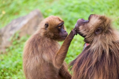 One female Gelada (Theropithecus gelada), or bleeding-heart monkey sitting on a log grooming an